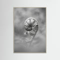 Grey Wood Solitary Bloom