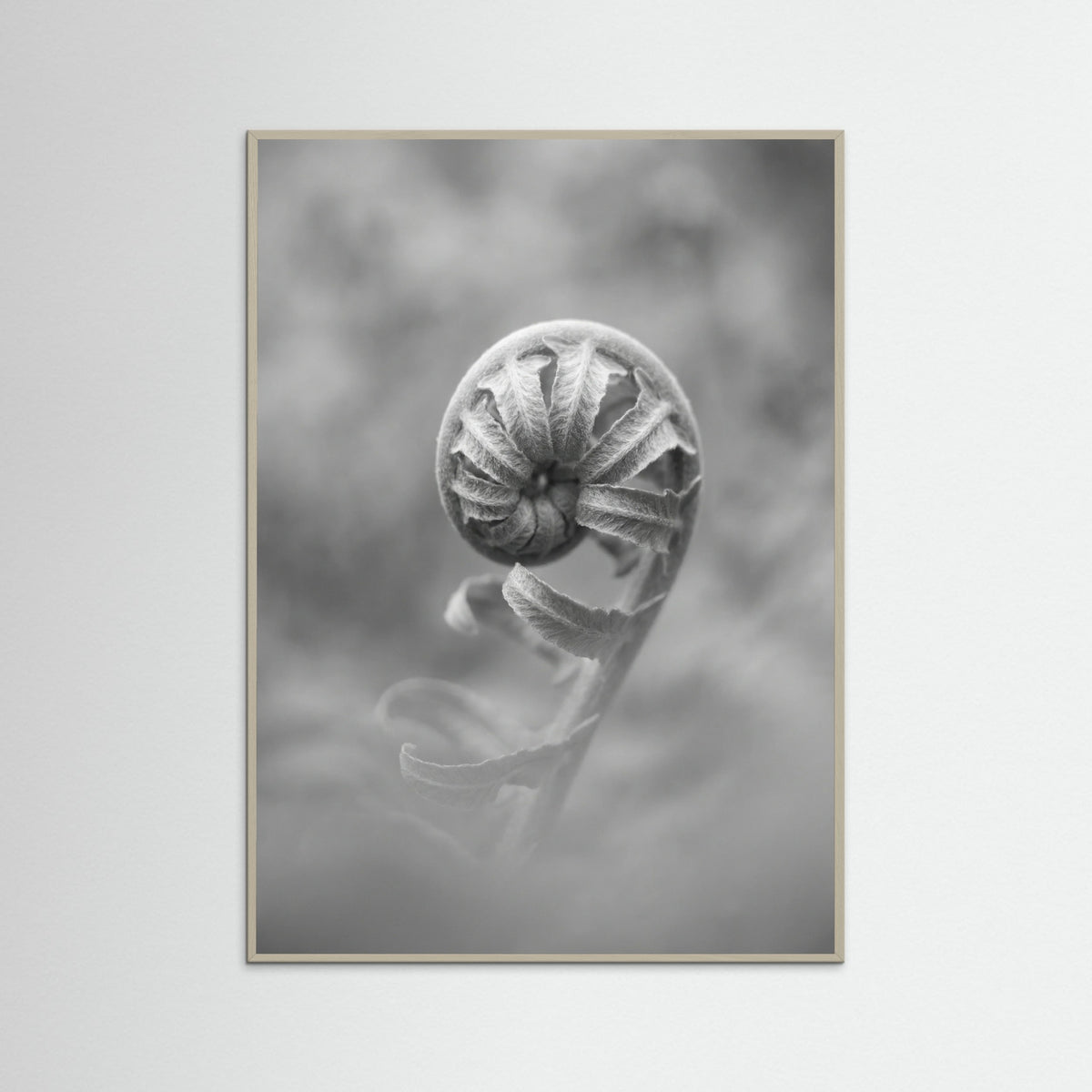 Grey Wood Solitary Bloom
