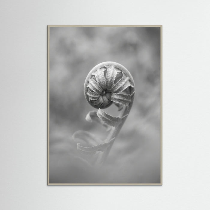 Grey Wood Solitary Bloom