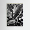 Grey Wood Tropical Canopy