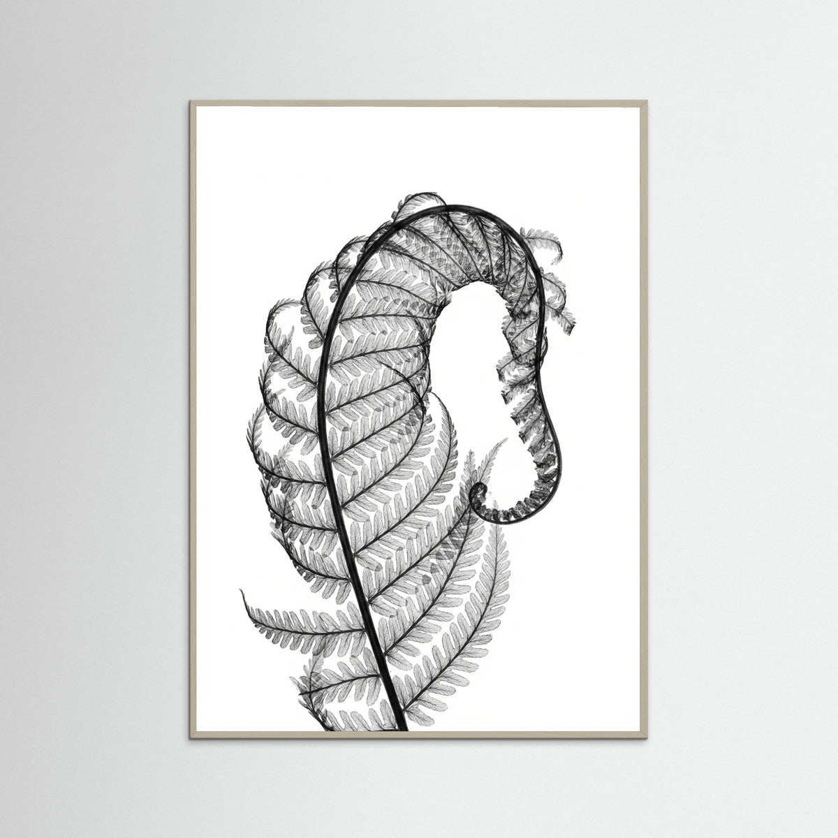 Grey Wood Whisper Bloom