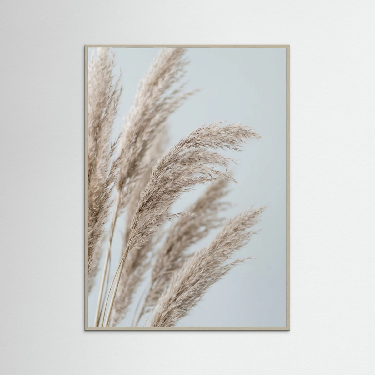 Grey Wood Whispering Seedlings