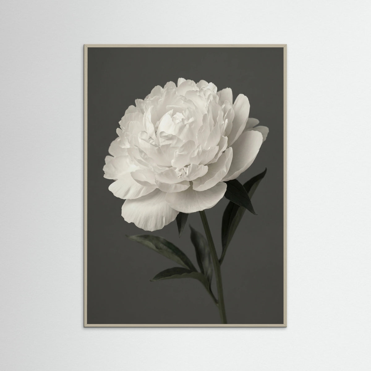 Grey Wood White Iris Grace