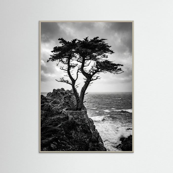 Grey Wood Windblown Grace