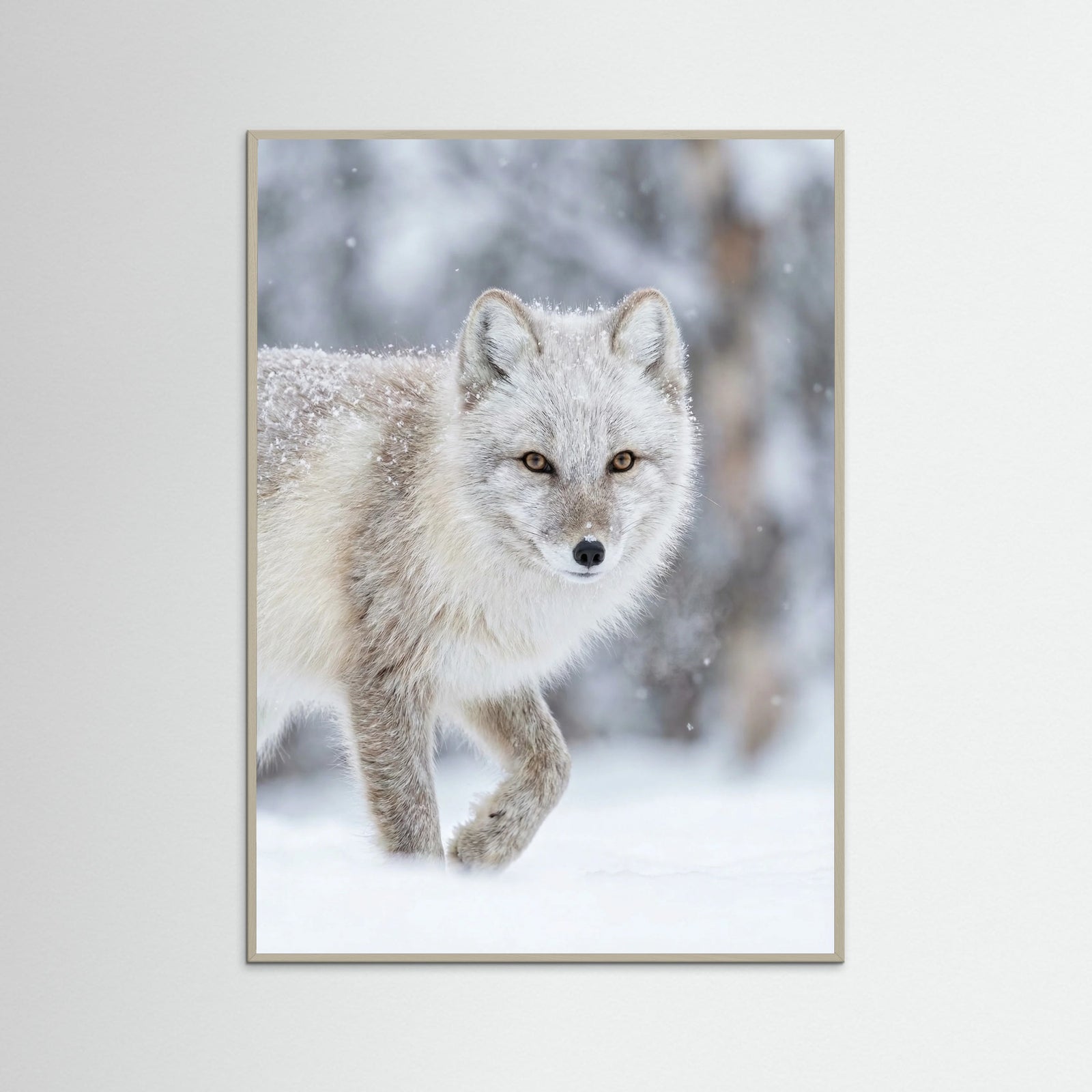 Grey Wood Winter Majesty