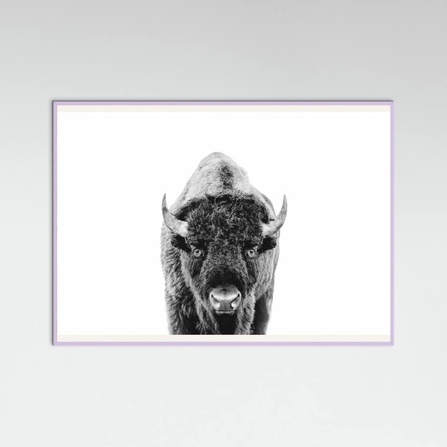 Póster Bison Bw – póster e impresión artística