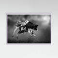 Lilac Wood Bucking Calf Ride Poster
