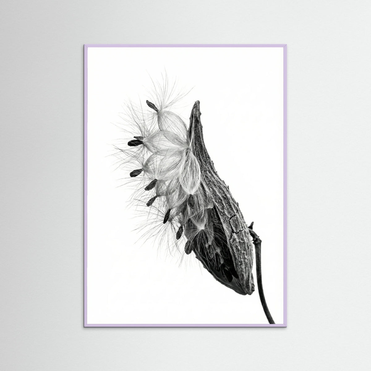 Lilac Wood Dandelion Flight