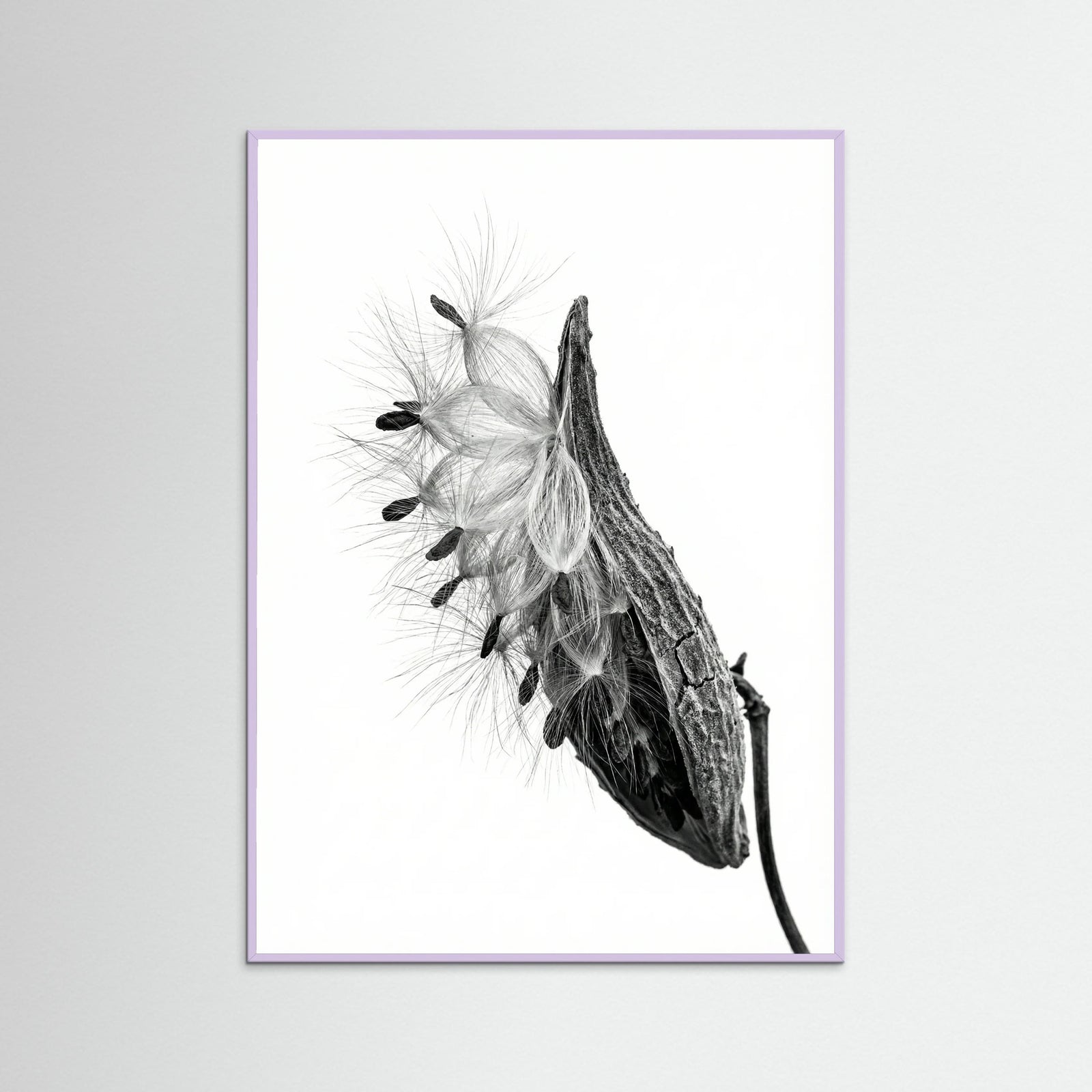 Lilac Wood Dandelion Flight