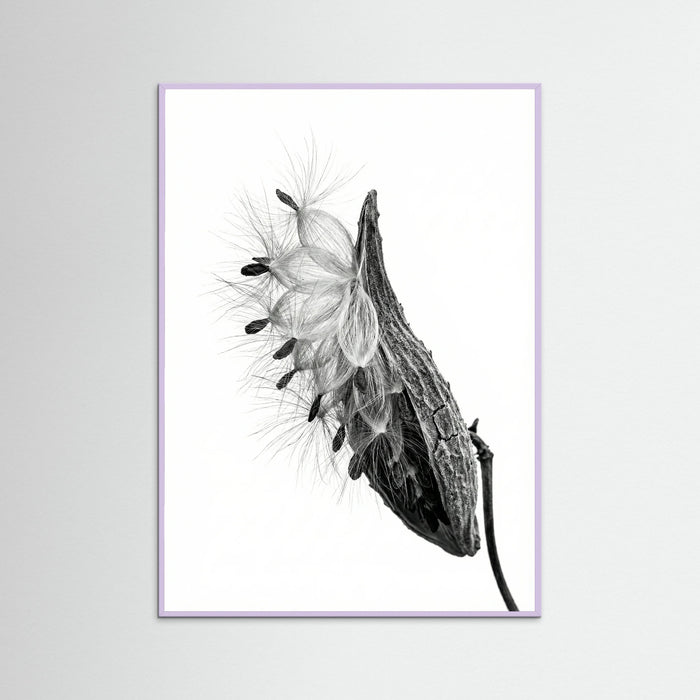 Lilac Wood Dandelion Flight