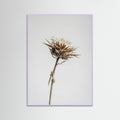 Lilac Wood Dried Umbel Study