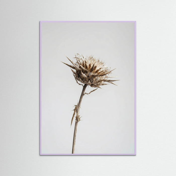 Lilac Wood Dried Umbel Study