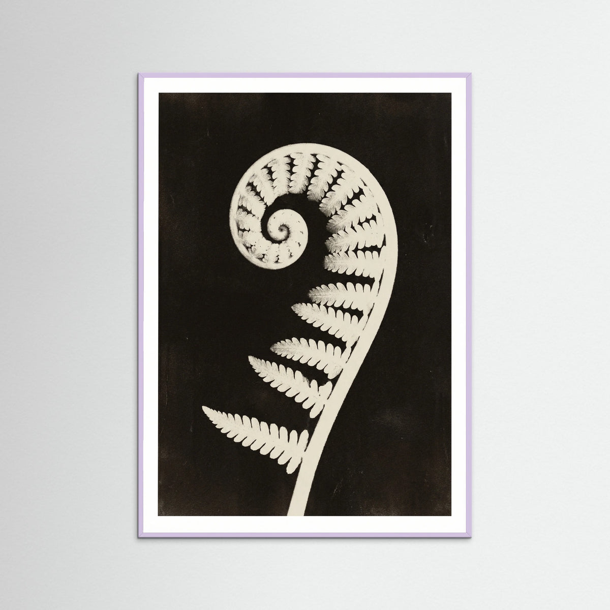 Lilac Wood Goldenrod Specimen