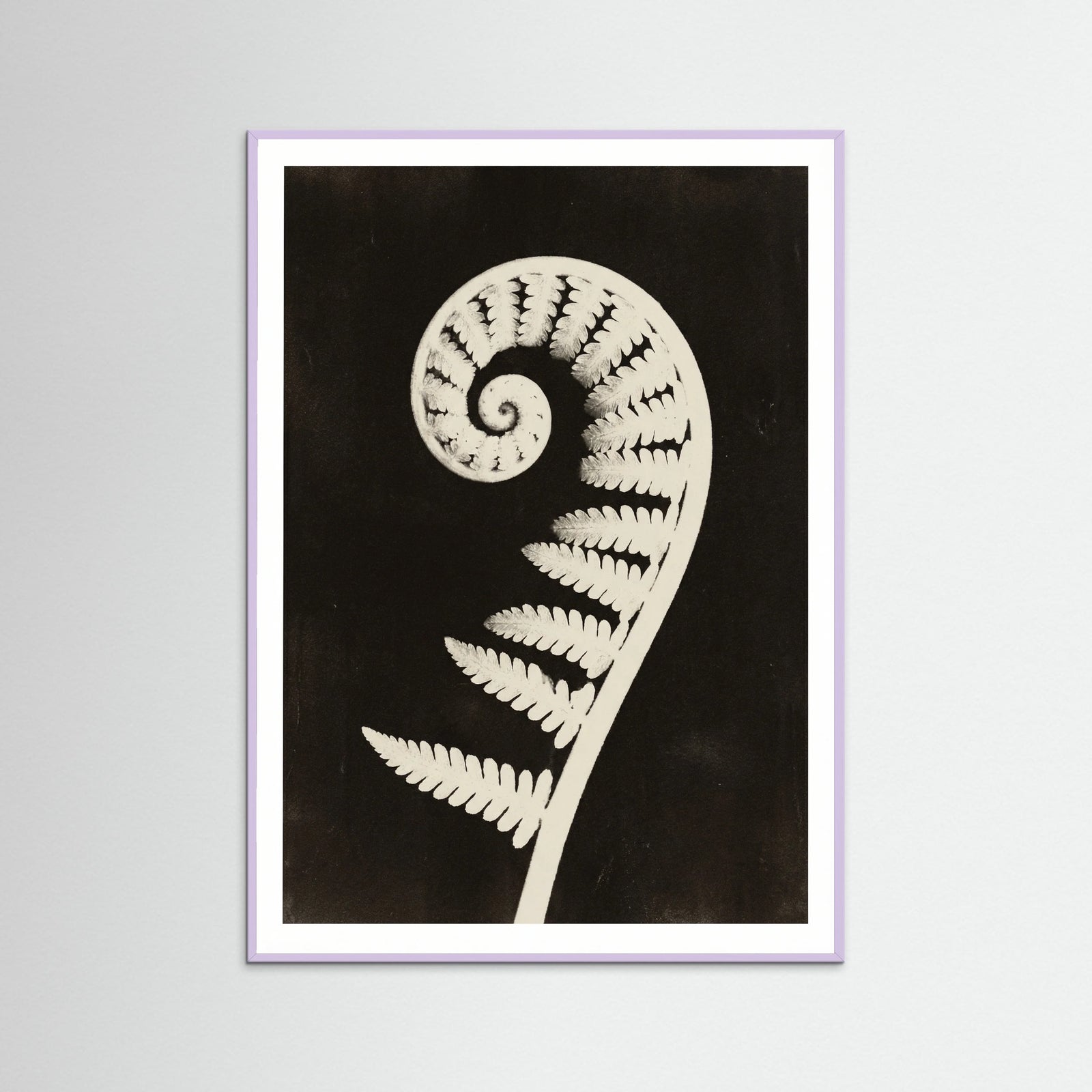 Lilac Wood Goldenrod Specimen