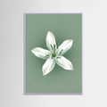 Lilac Wood Green Coffee Serenity