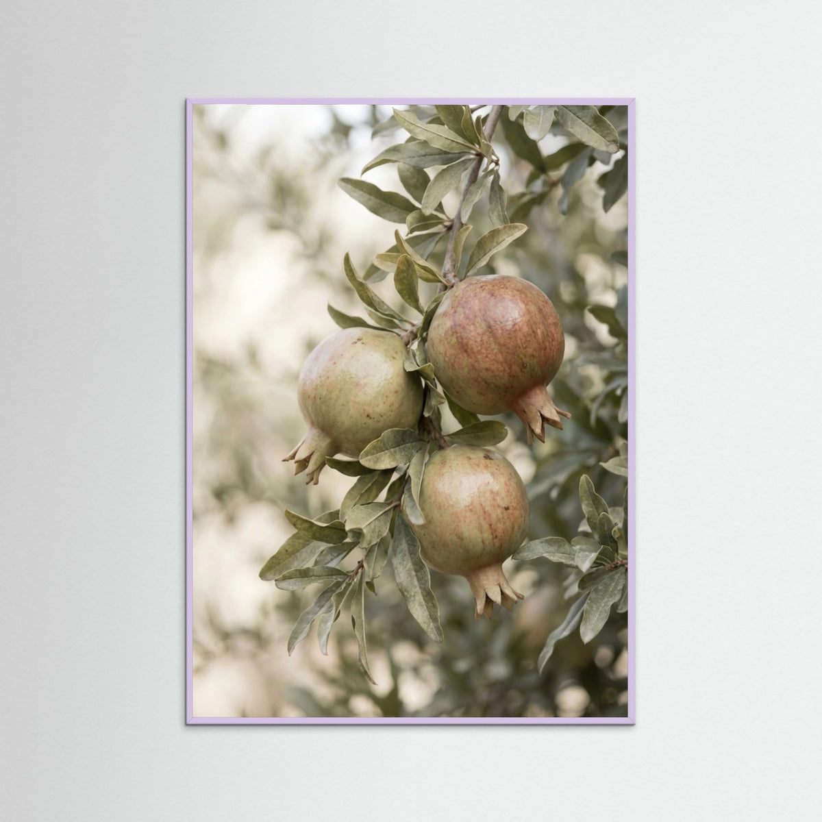 Lilac Wood Green Olives