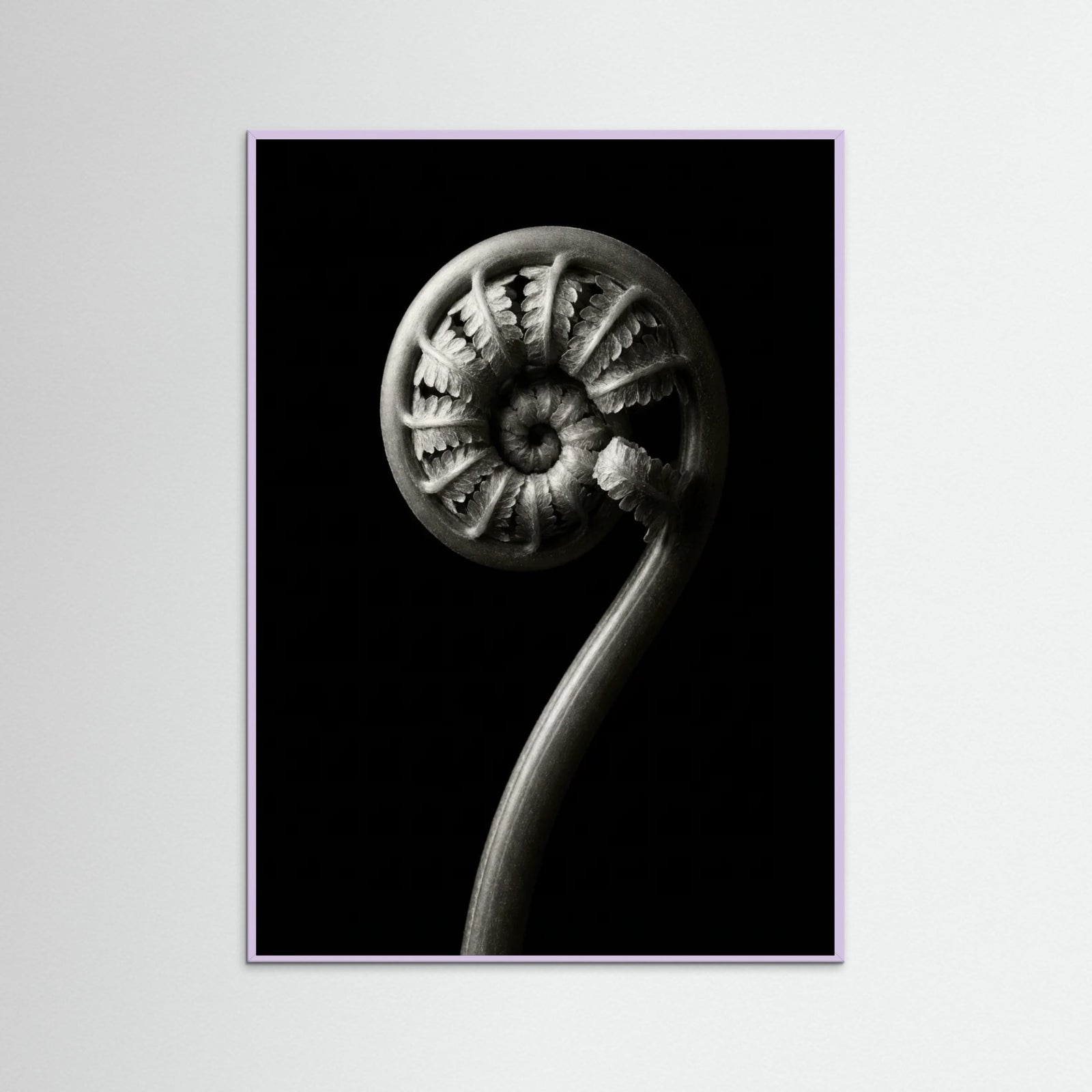 Lilac Wood Luminous Curve