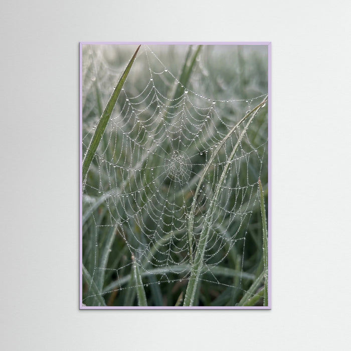 Lilac Wood Morning Dew