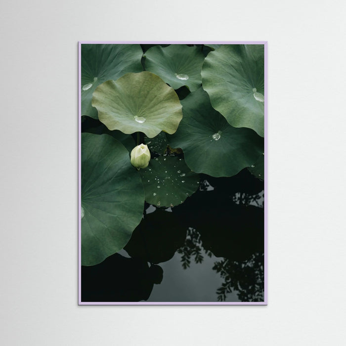 Lilac Wood Pond Stillness