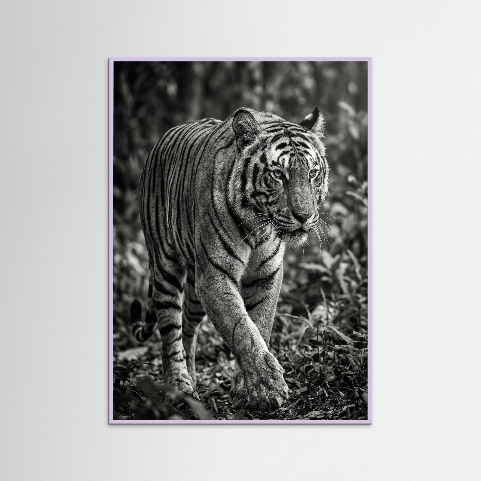 Lilac Wood Regal Gaze