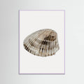 Poster Seashell – poster e stampa artistica