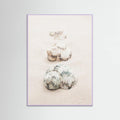 Poster Shells – poster e stampa artistica