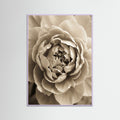Lilac Wood Soft Petals