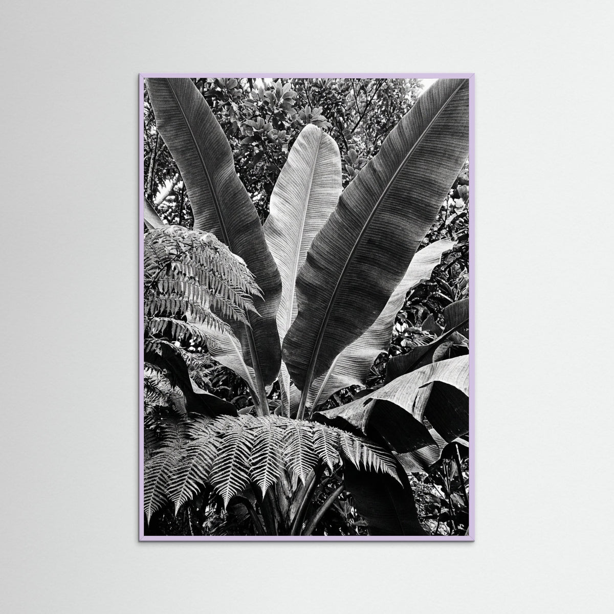 Lilac Wood Tropical Canopy