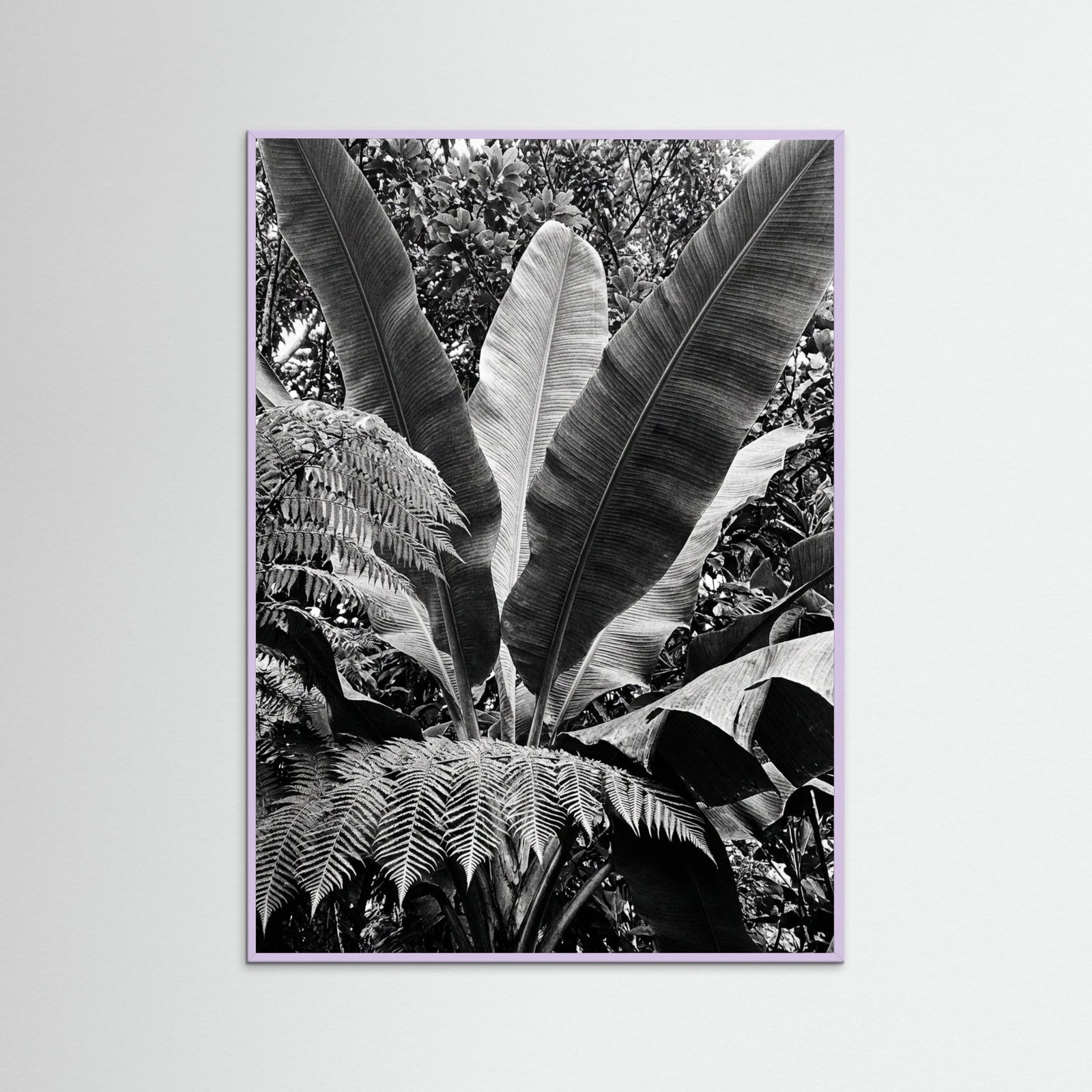 Lilac Wood Tropical Canopy