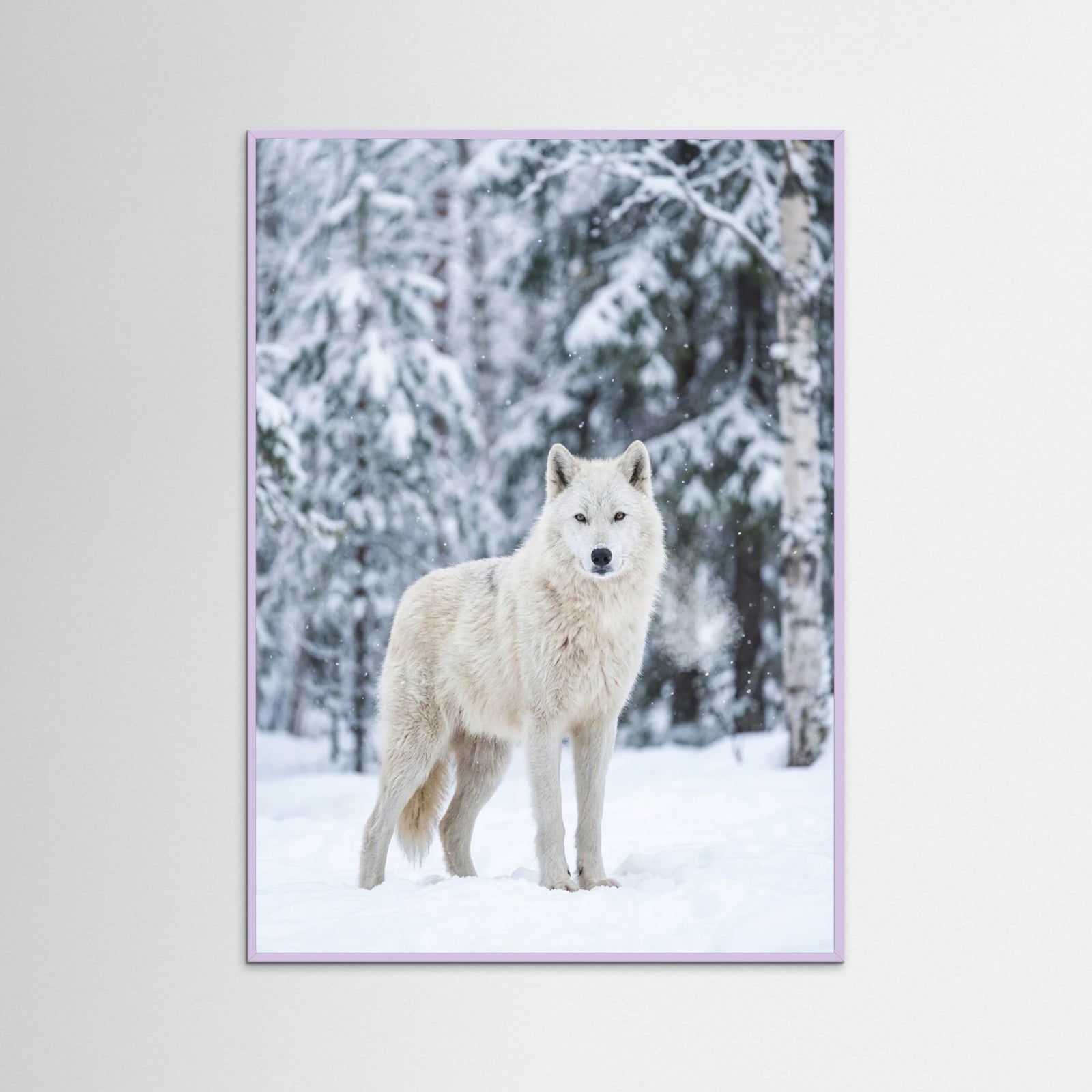 Lilac Wood Winter Majesty