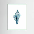 Blue Seashell On White Background No4 Poster – poster och konsttryck