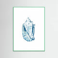 Blue Seashell On White Background No6 Poster – plakat og kunsttryk