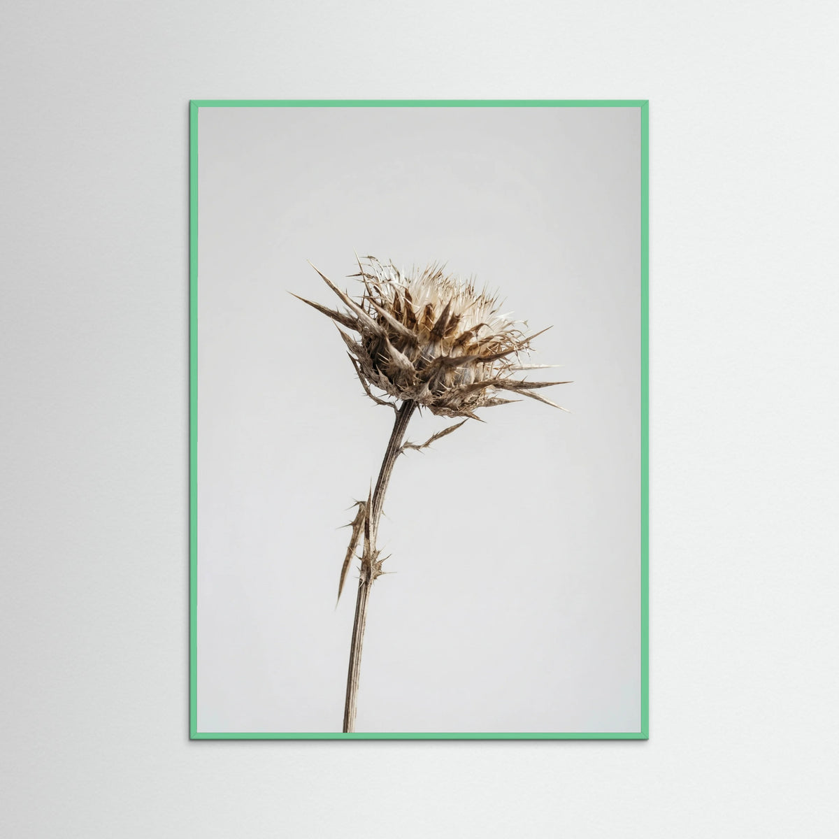 Mint Wood Dried Umbel Study