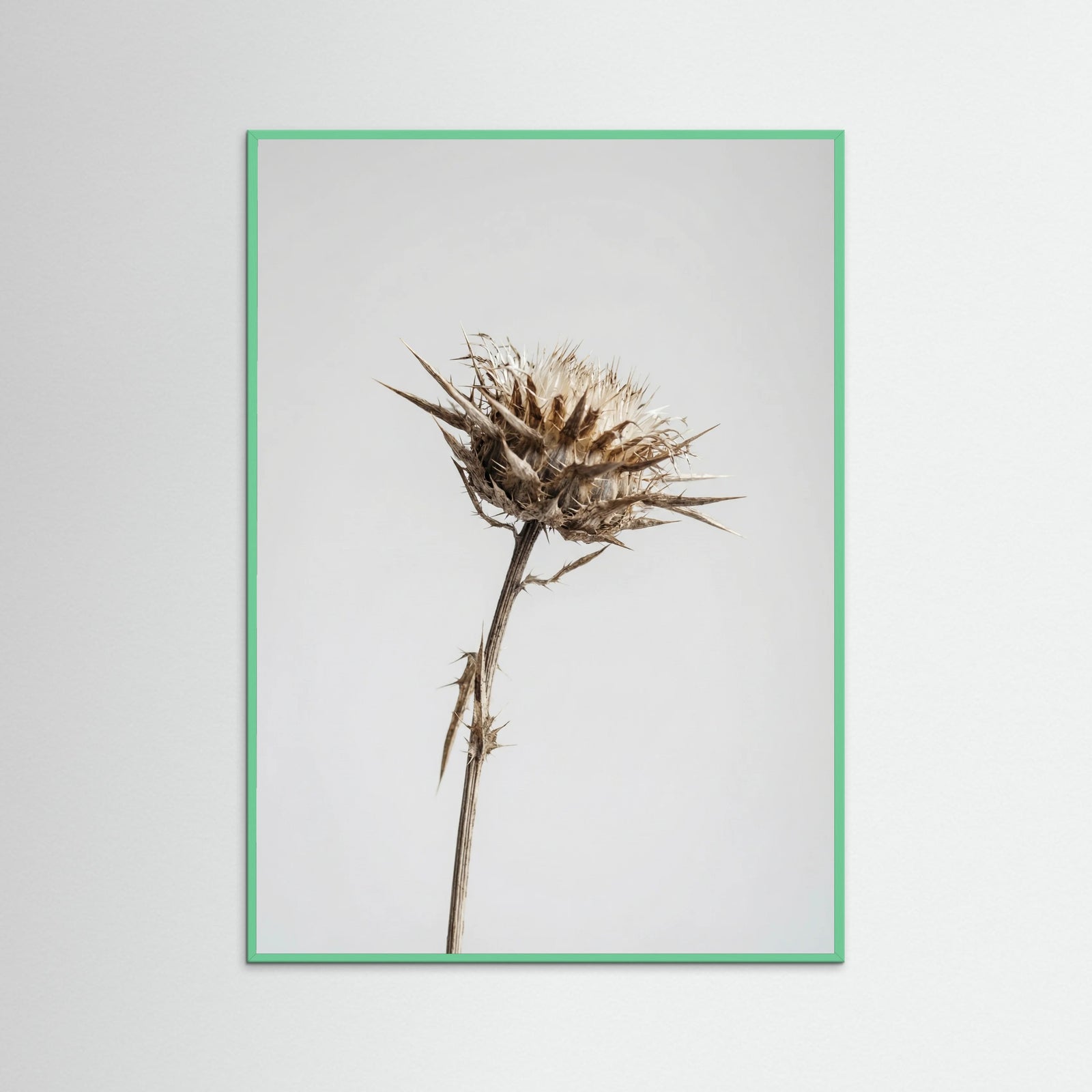 Mint Wood Dried Umbel Study