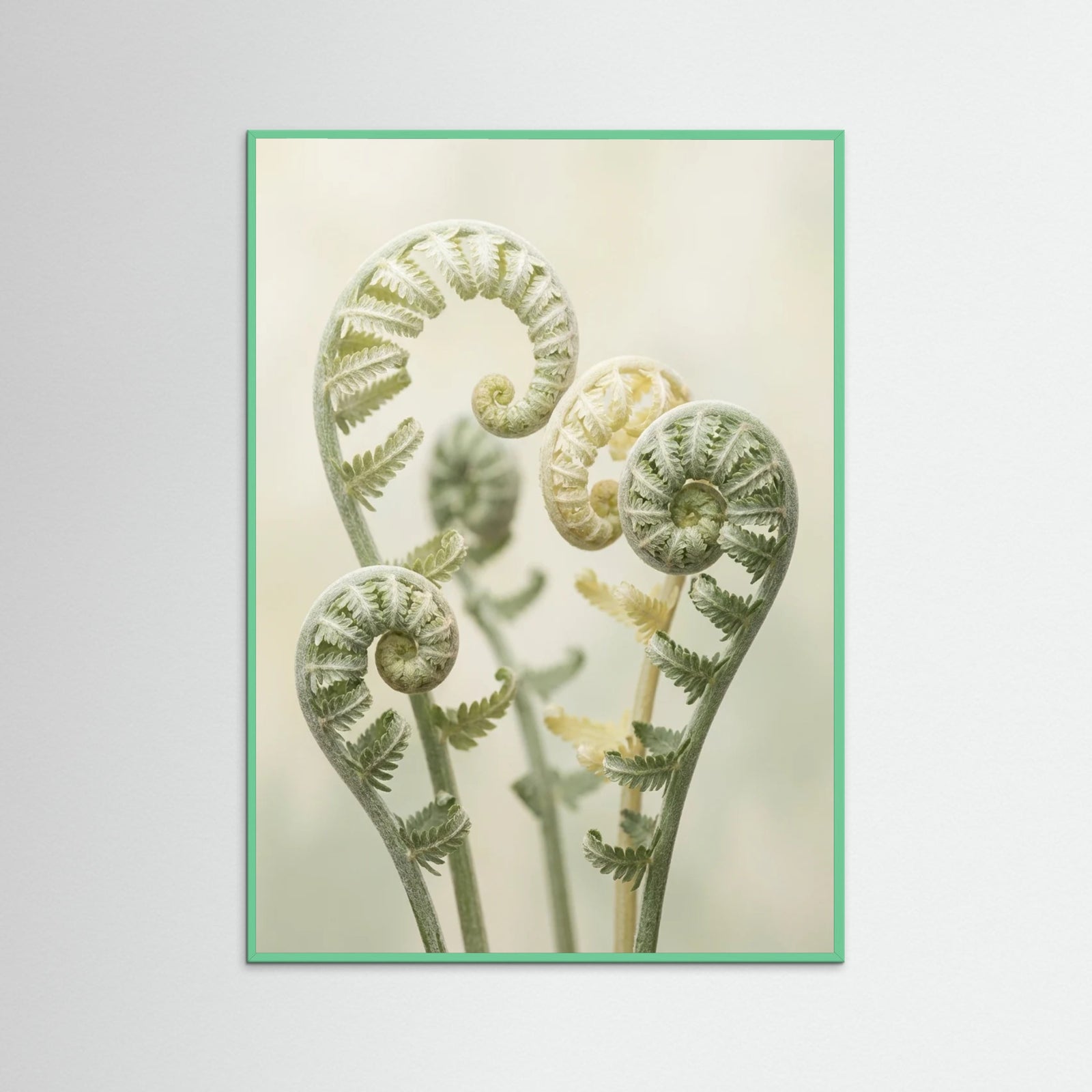 Mint Wood Gentle Ascent