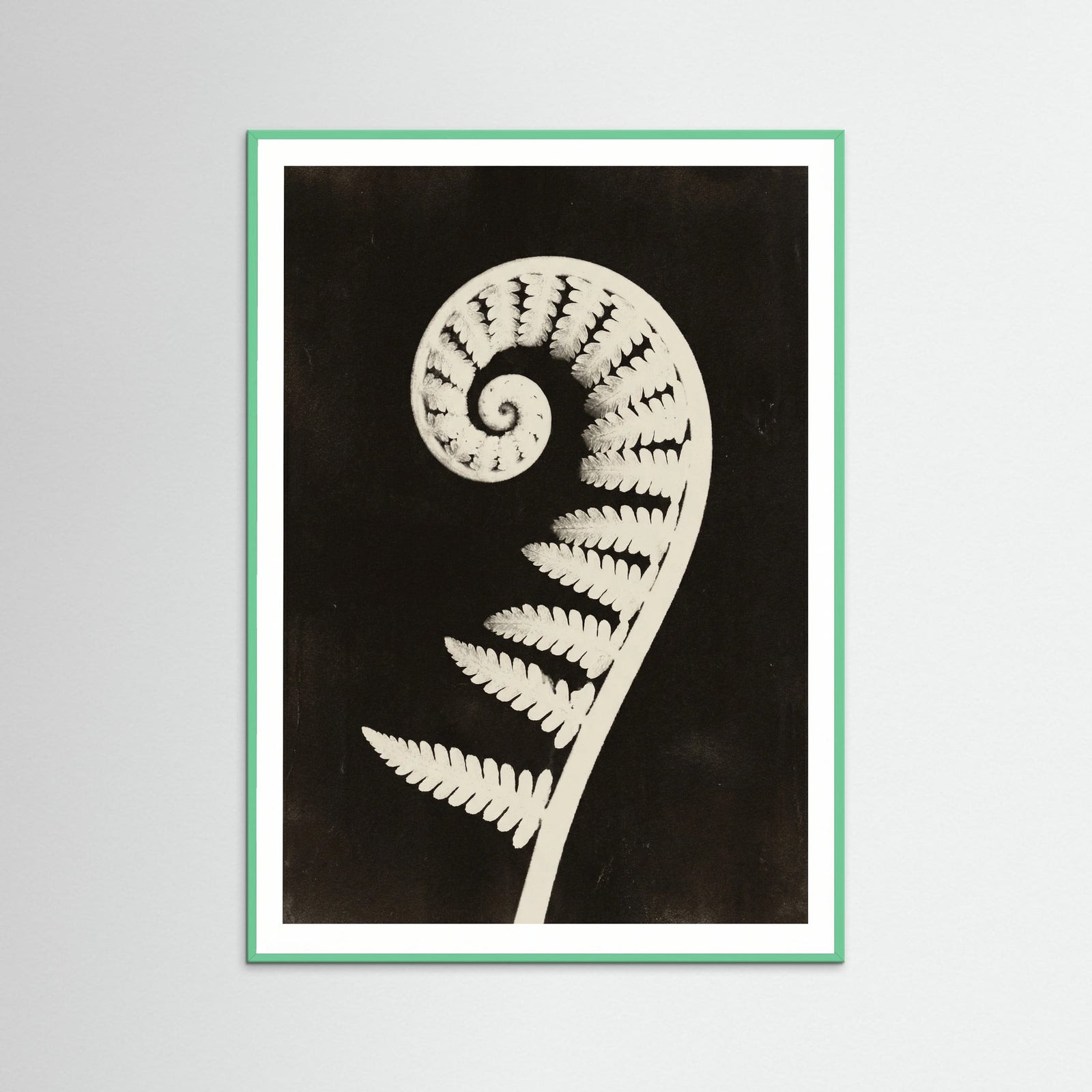 Mint Wood Goldenrod Specimen