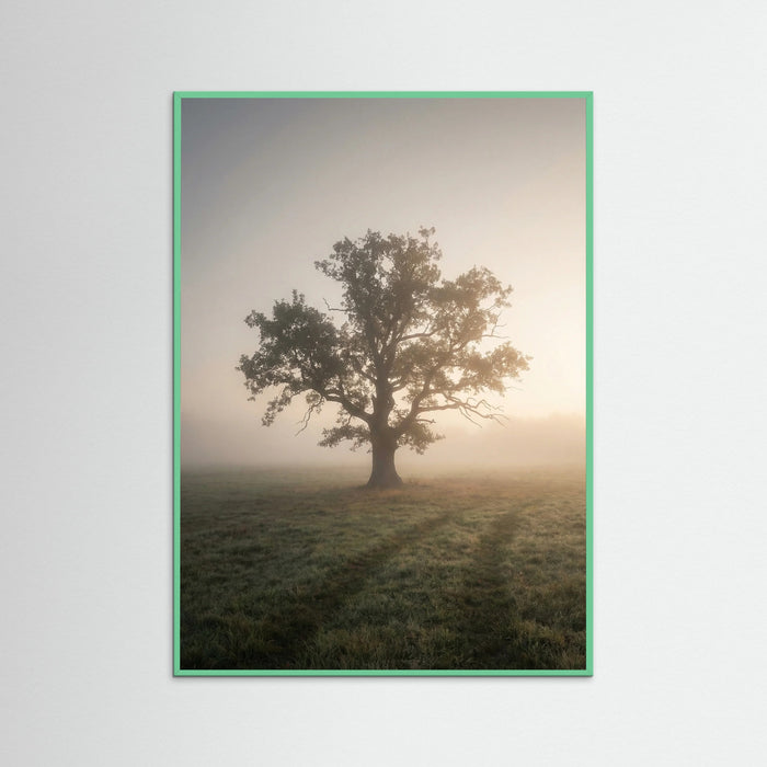 Mint Wood Misty Forest Road