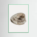 Poster Seashell – poster e stampa artistica