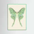 Mint Wood Silk Moth Specimen