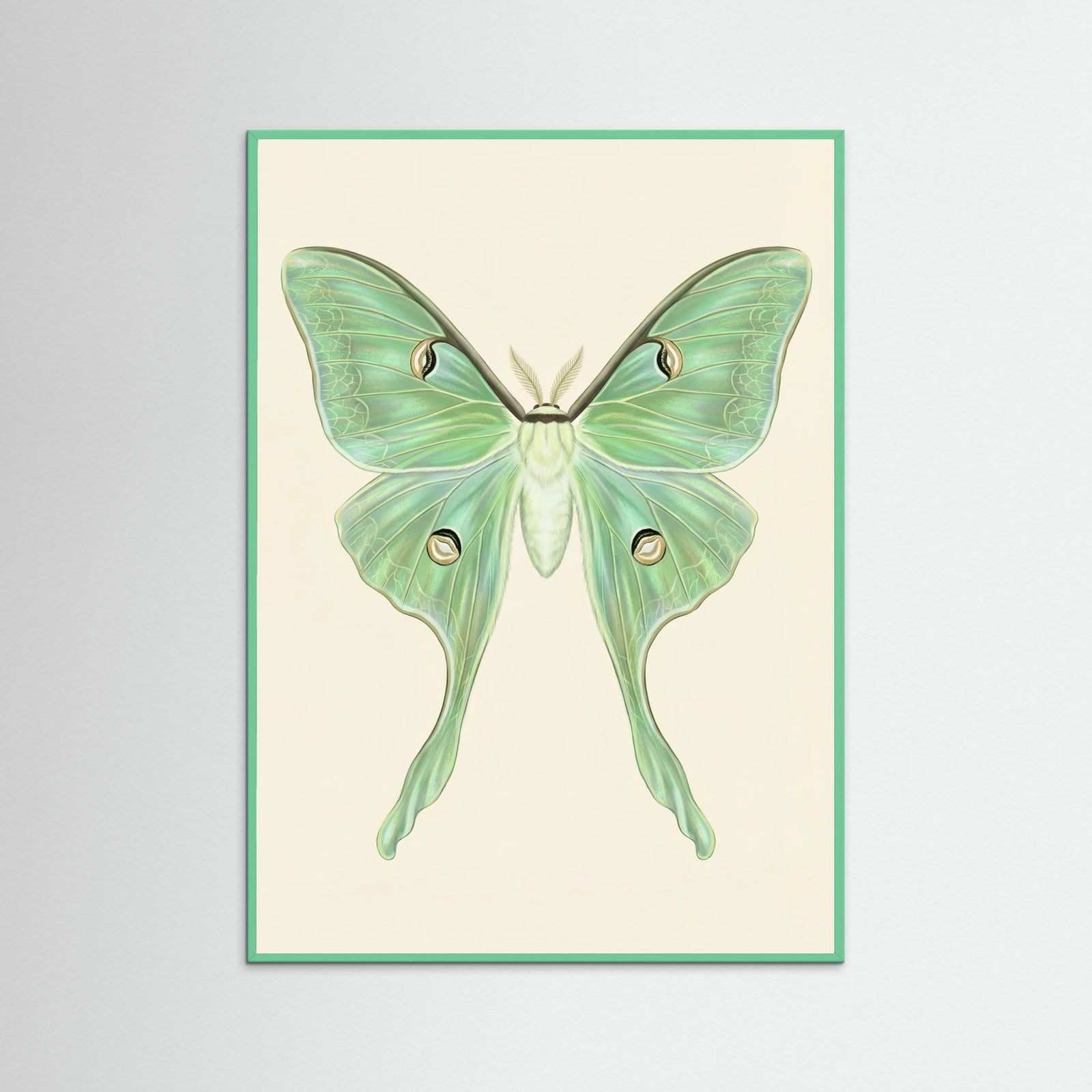 Mint Wood Silk Moth Specimen