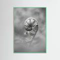 Mint Wood Solitary Bloom