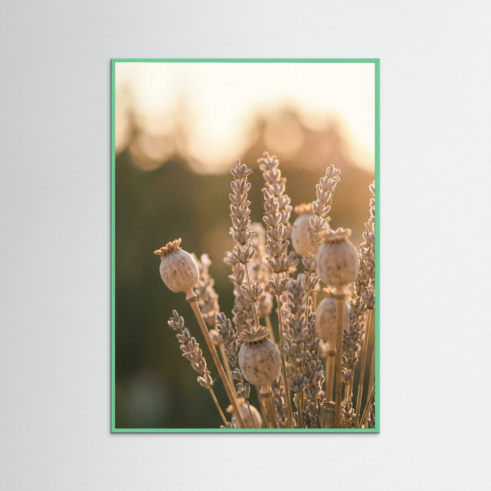 Mint Wood Sunlit Whispers