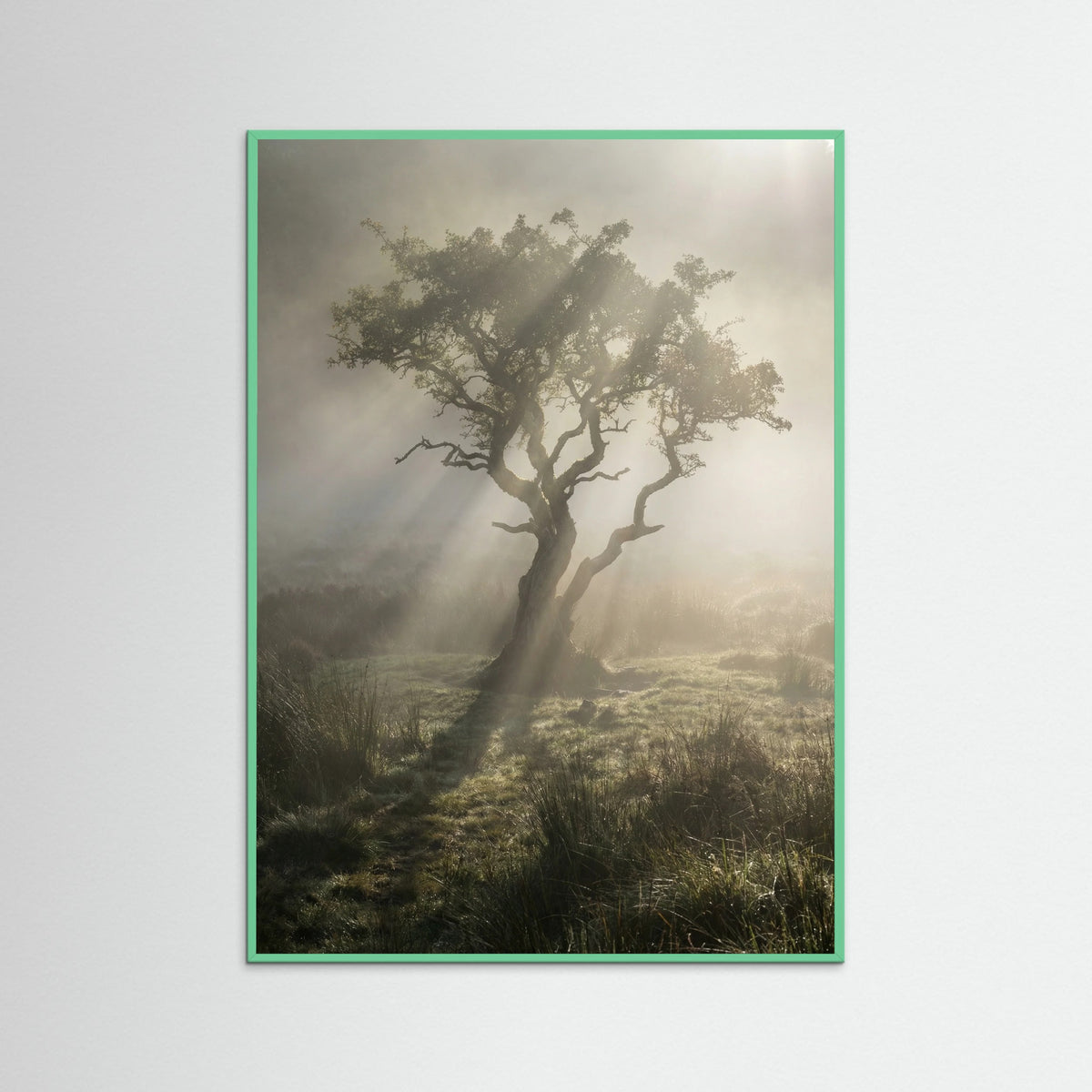 Mint Wood Sunlit Woods