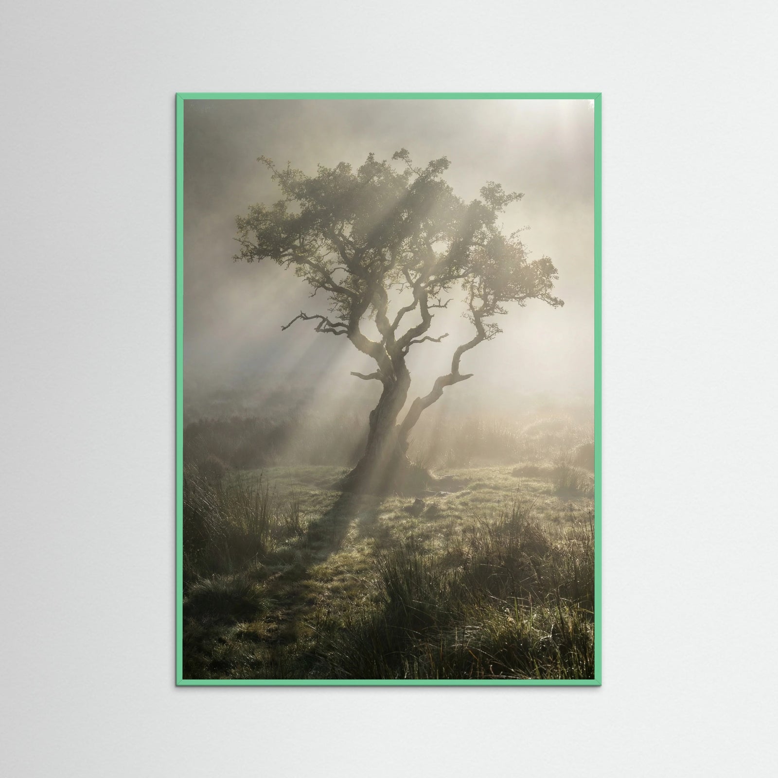 Mint Wood Sunlit Woods