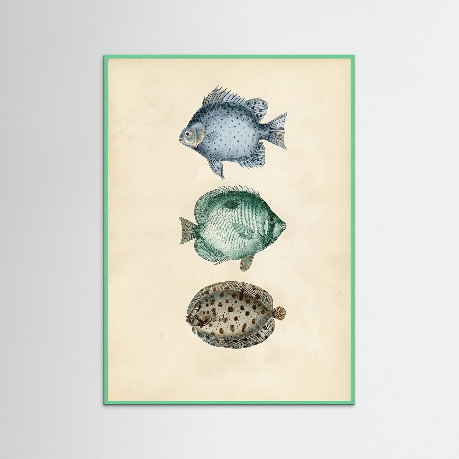 Mint Wood Vintage Ichthyology Studies