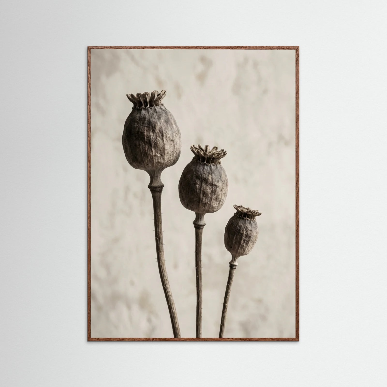 Oak Dark Aged Botanica