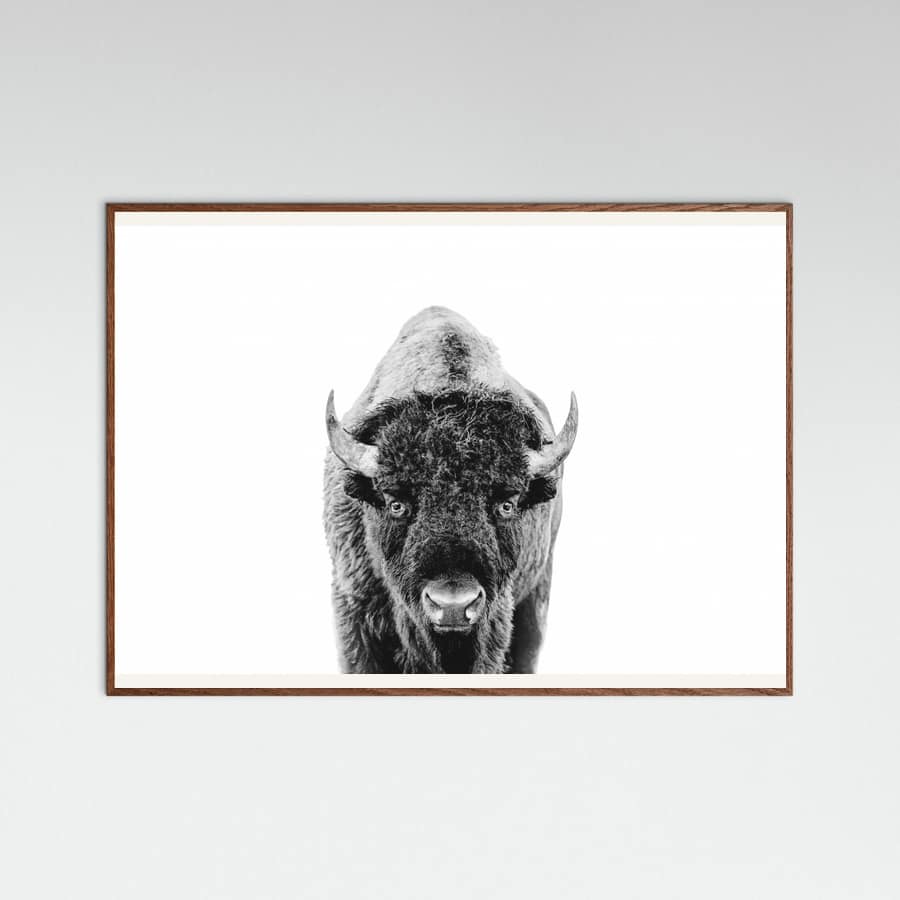 Póster Bison Bw – póster e impresión artística