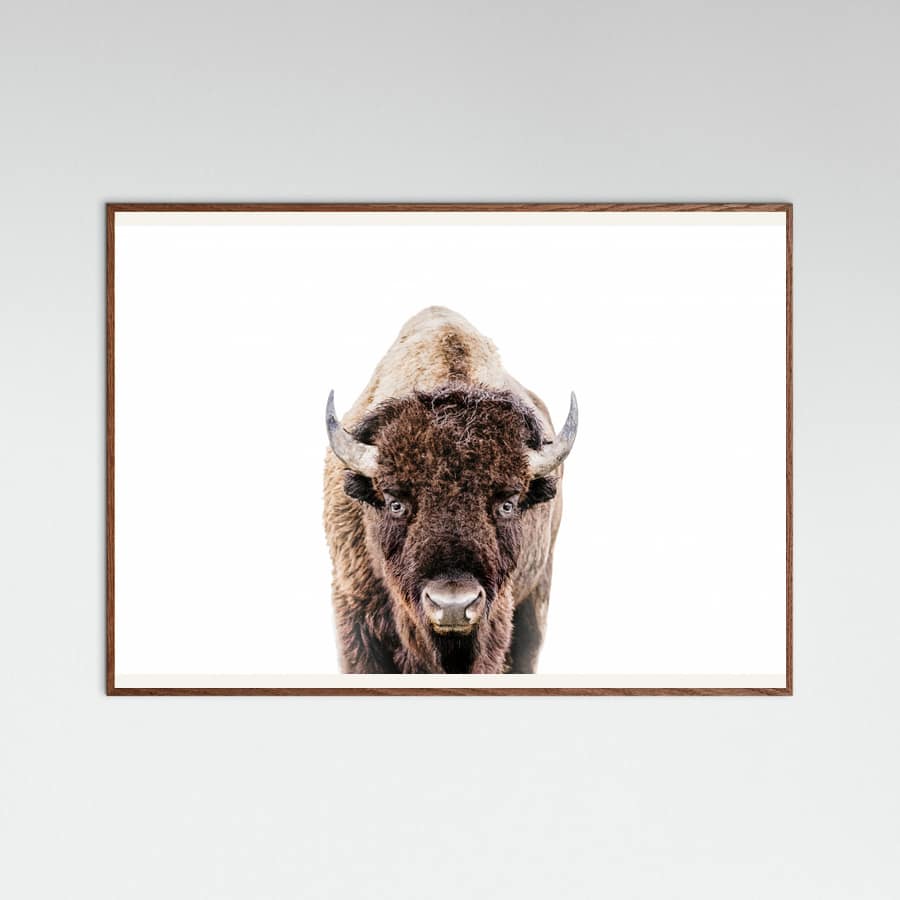 Bison Poster – plakat og kunsttryk