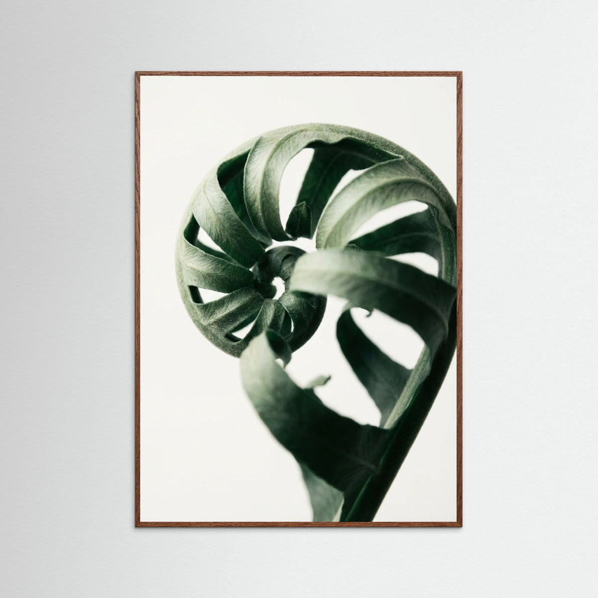 Oak Dark Botanical Serenity