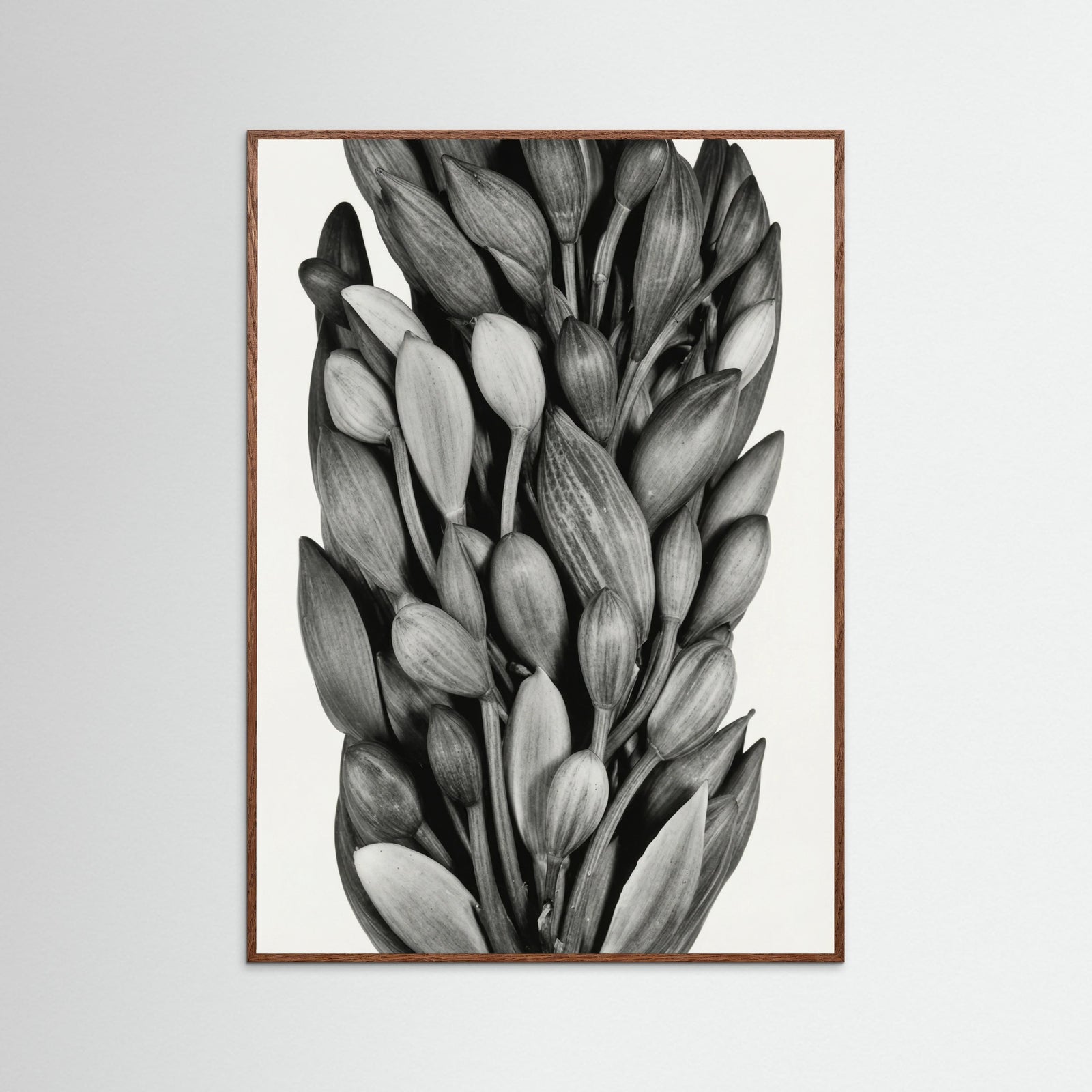 Oak Dark Budding Forms